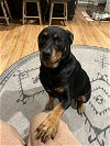 adoptable Dog in  named Bruno