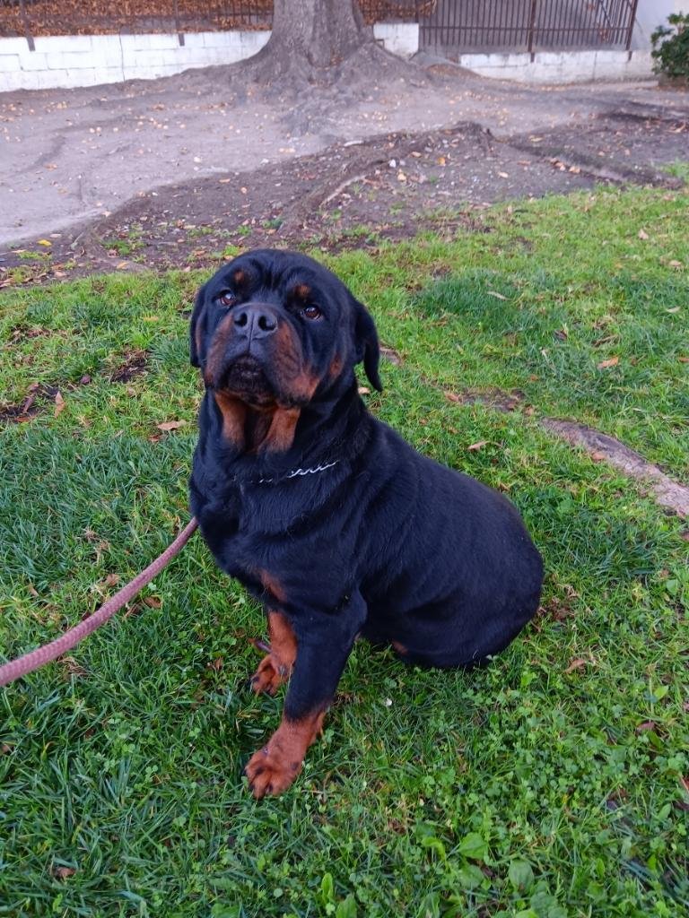 adoptable Dog in Tustin, CA named cleo