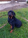 adoptable Dog in tustin, CA named cleo