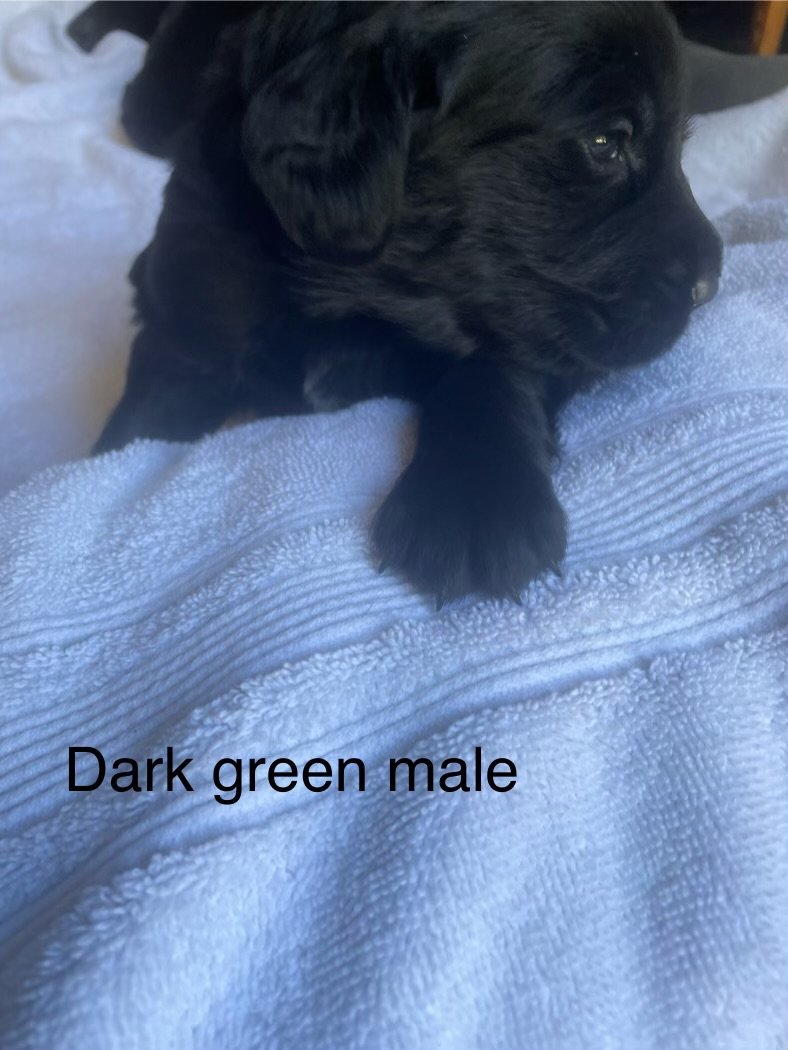 adoptable Dog in Tustin, CA named dark Green puppy
