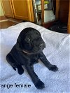 adoptable Dog in tustin, CA named Orange puppy