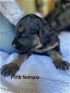 adoptable Dog in  named PInk puppy