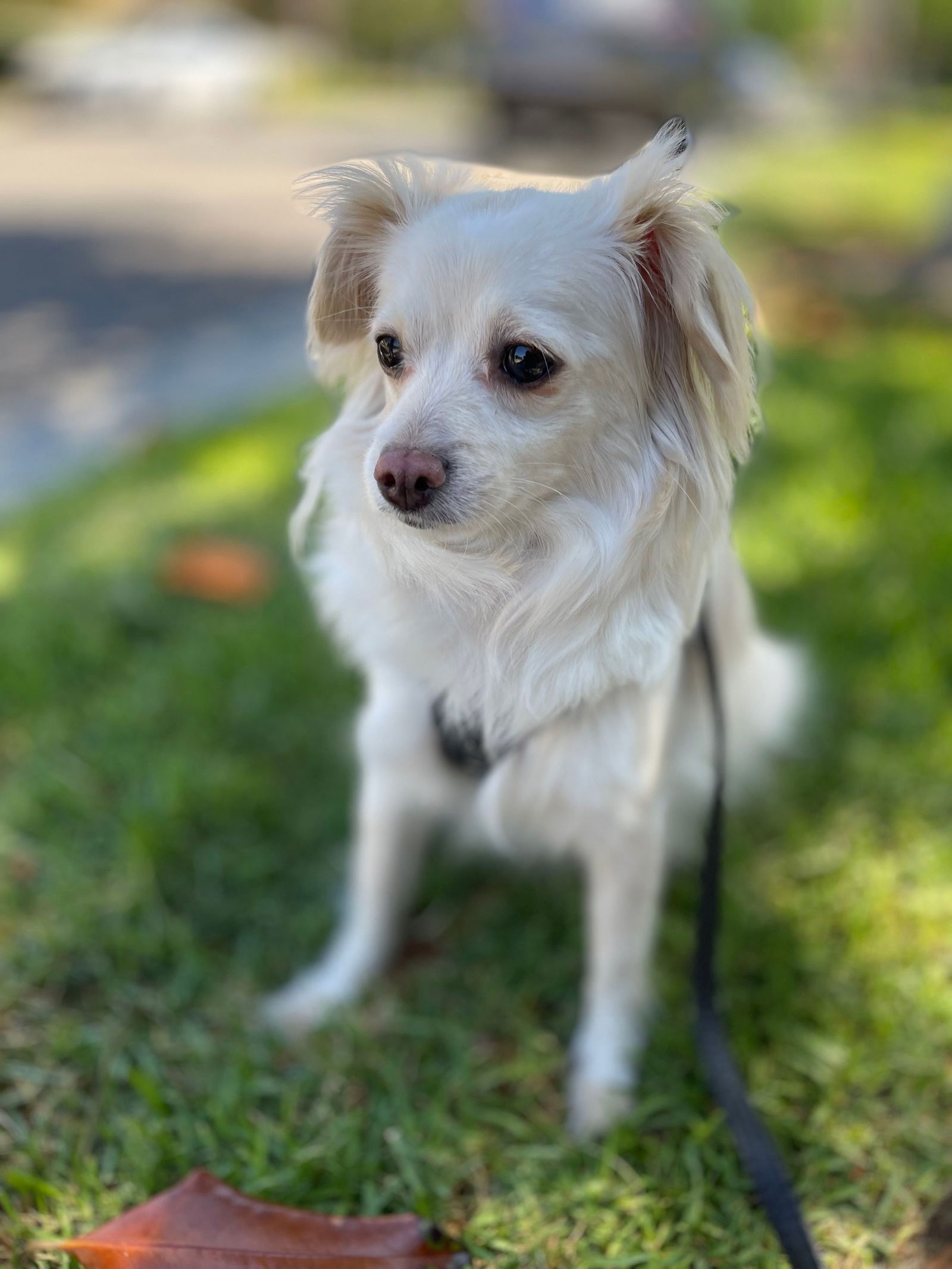 adoptable Dog in Tustin, CA named Marley