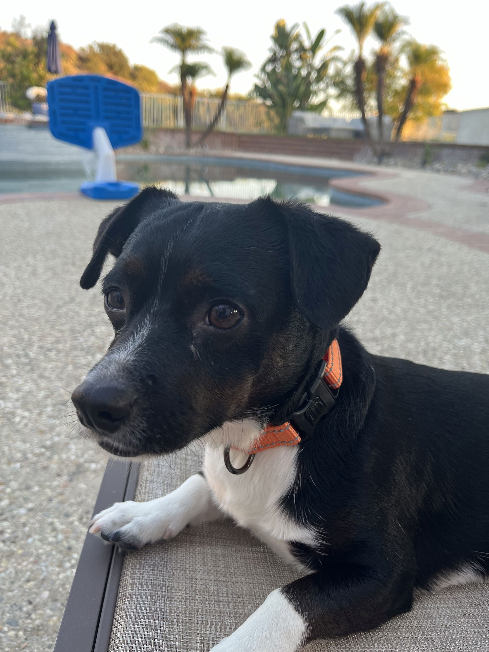 adoptable Dog in Tustin, CA named Oliver