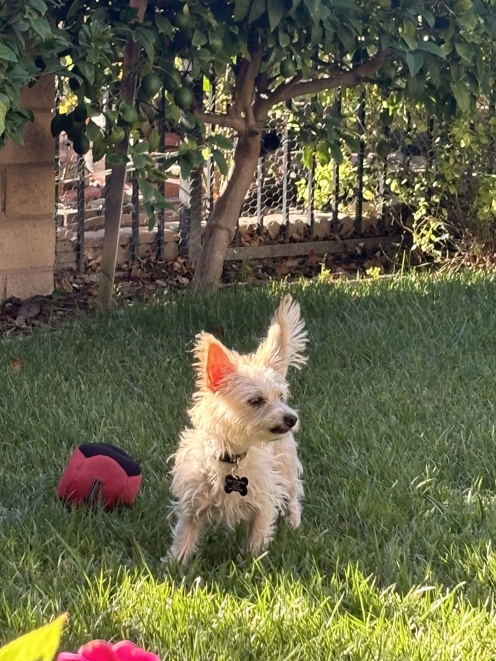 adoptable Dog in Tustin, CA named Lacey