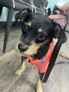 adoptable Dog in Tustin, CA named gRADY