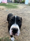 adoptable Dog in  named LOla