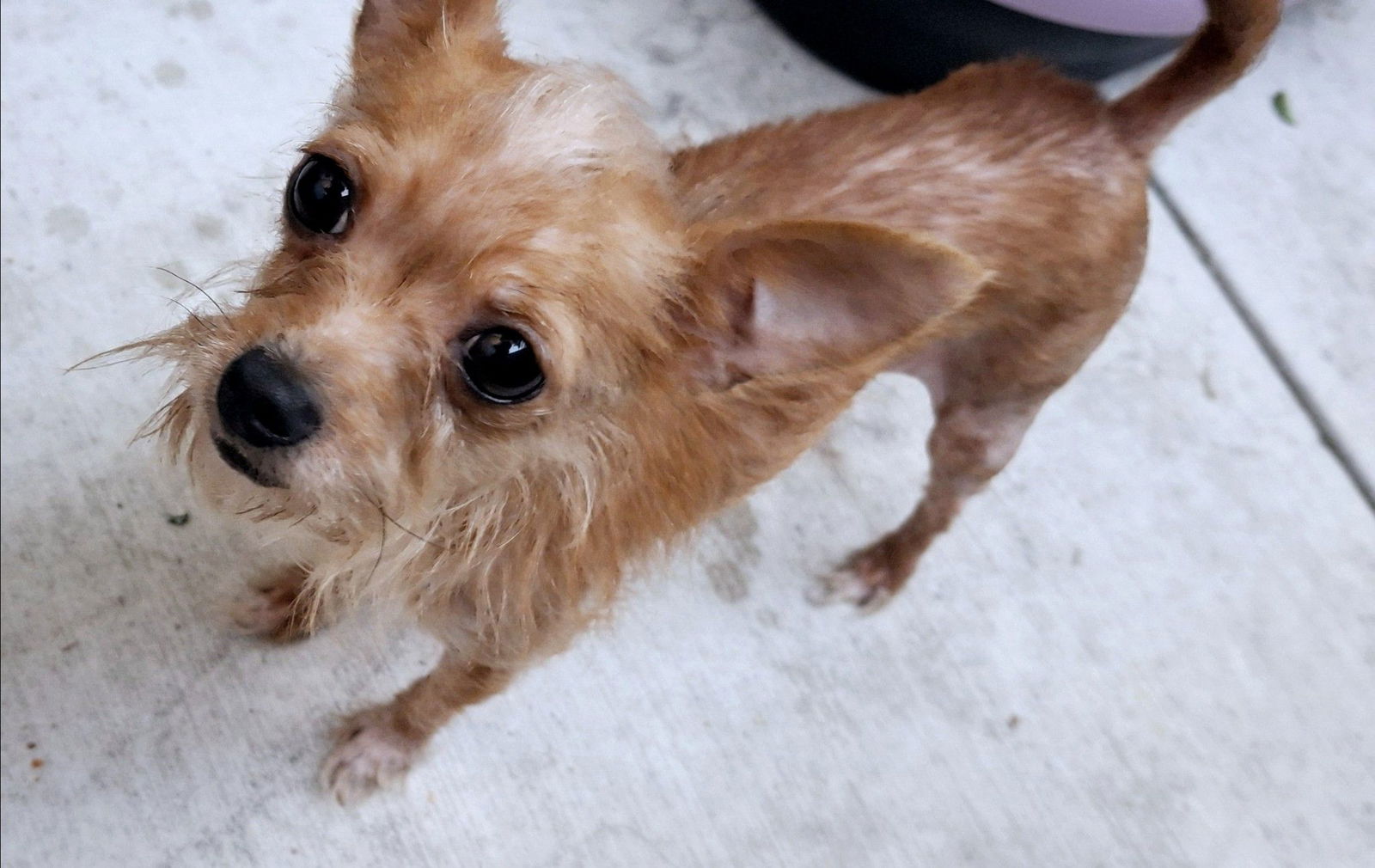 adoptable Dog in Tustin, CA named roxy