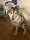 adoptable Dog in  named Wolfie
