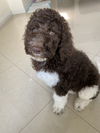 adoptable Dog in  named Mocha