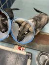 GSD puppies