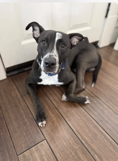 ALVIN - Pit Bull Terrier available for adoption