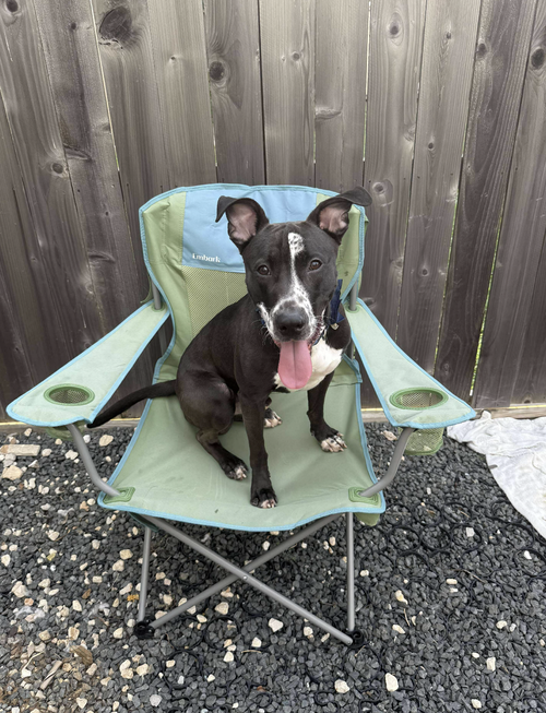 ALVIN - Pit Bull Terrier available for adoption