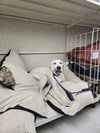 Romeo - Photo 3