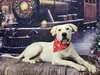 Romeo - Photo 1