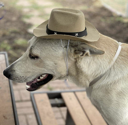 picture of the dog needing adoption