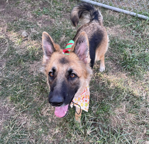 picture of the dog needing adoption