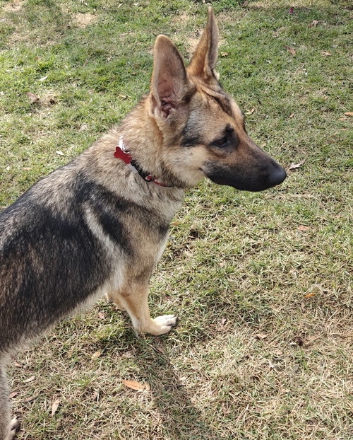 EMMA - German Shepherd Dog available for adoption