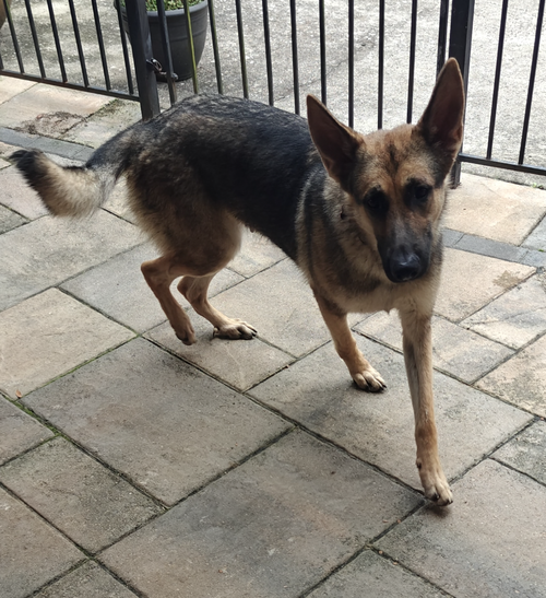 picture of the dog needing adoption