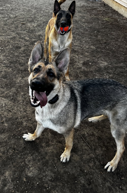 Emma, an adoptable German Shepherd Dog in Kankakee, IL