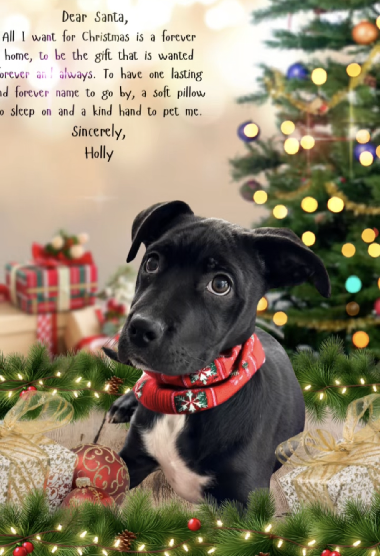 Holly Image