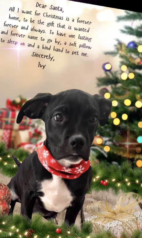 IVY - Boxer available for adoption