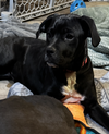 Lilly - Photo 5