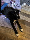 Lilly - Photo 8