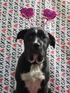 Lilly - Photo 7