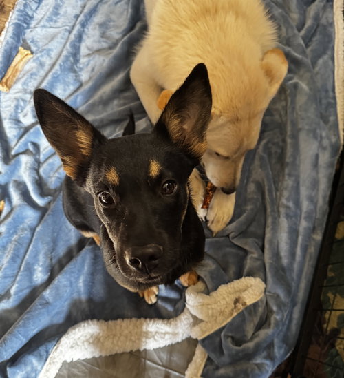 picture of the dog needing adoption