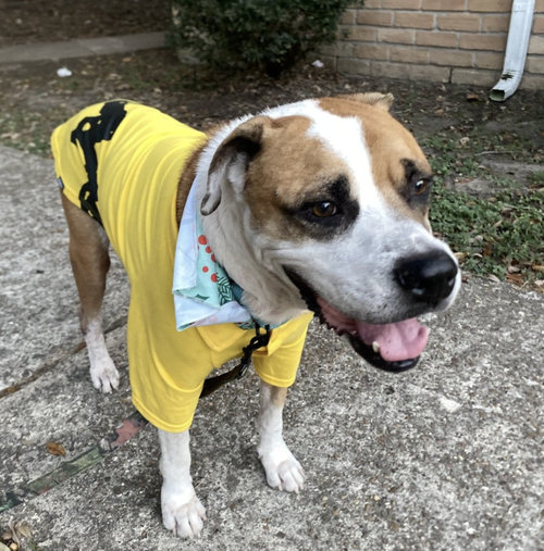 picture of the dog needing adoption