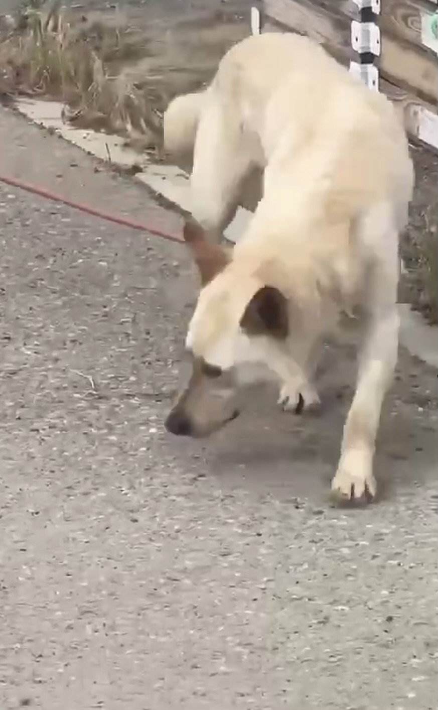 Zane Image