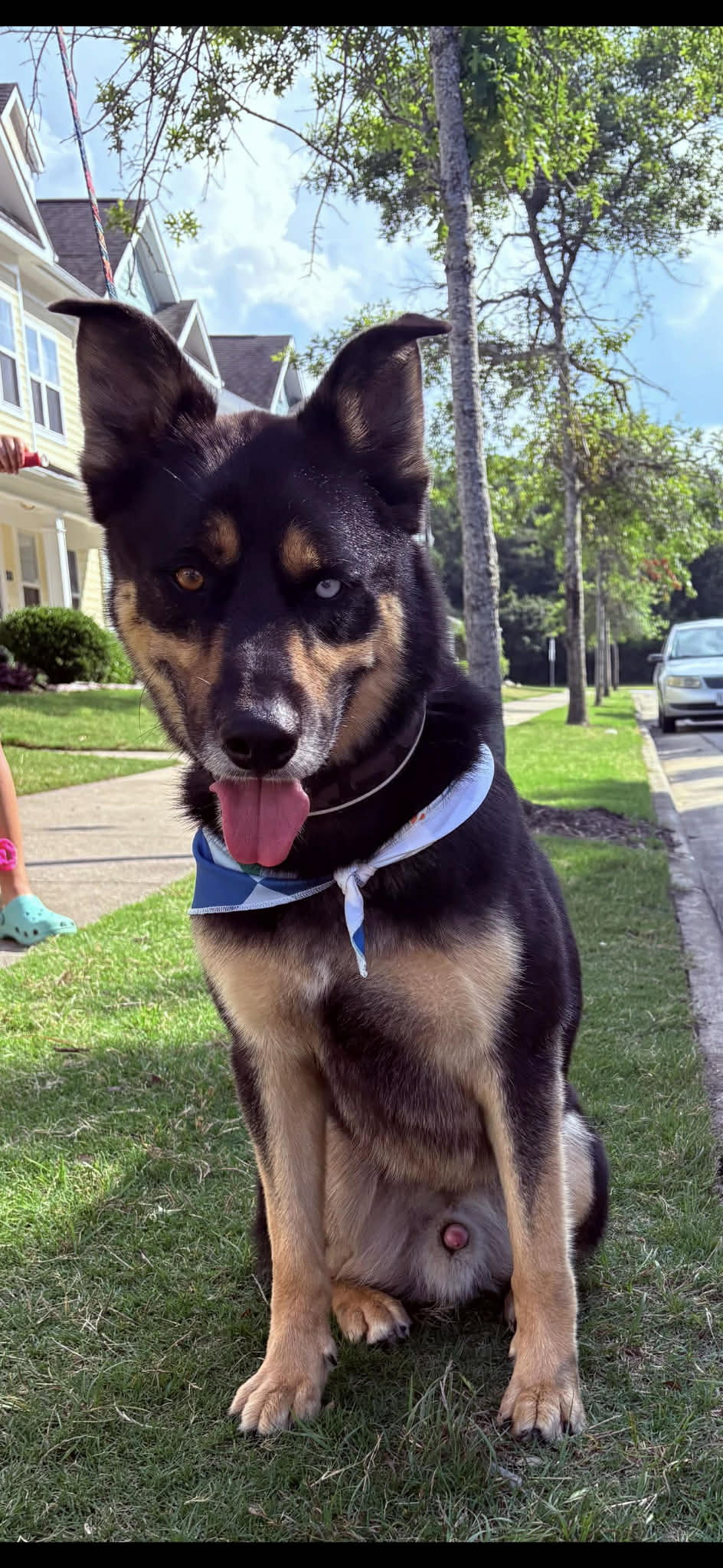 German Shepherd