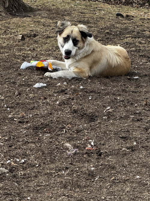 Mya, an adoptable Anatolian Shepherd in Kankakee, IL