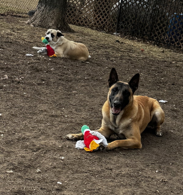 Mya
