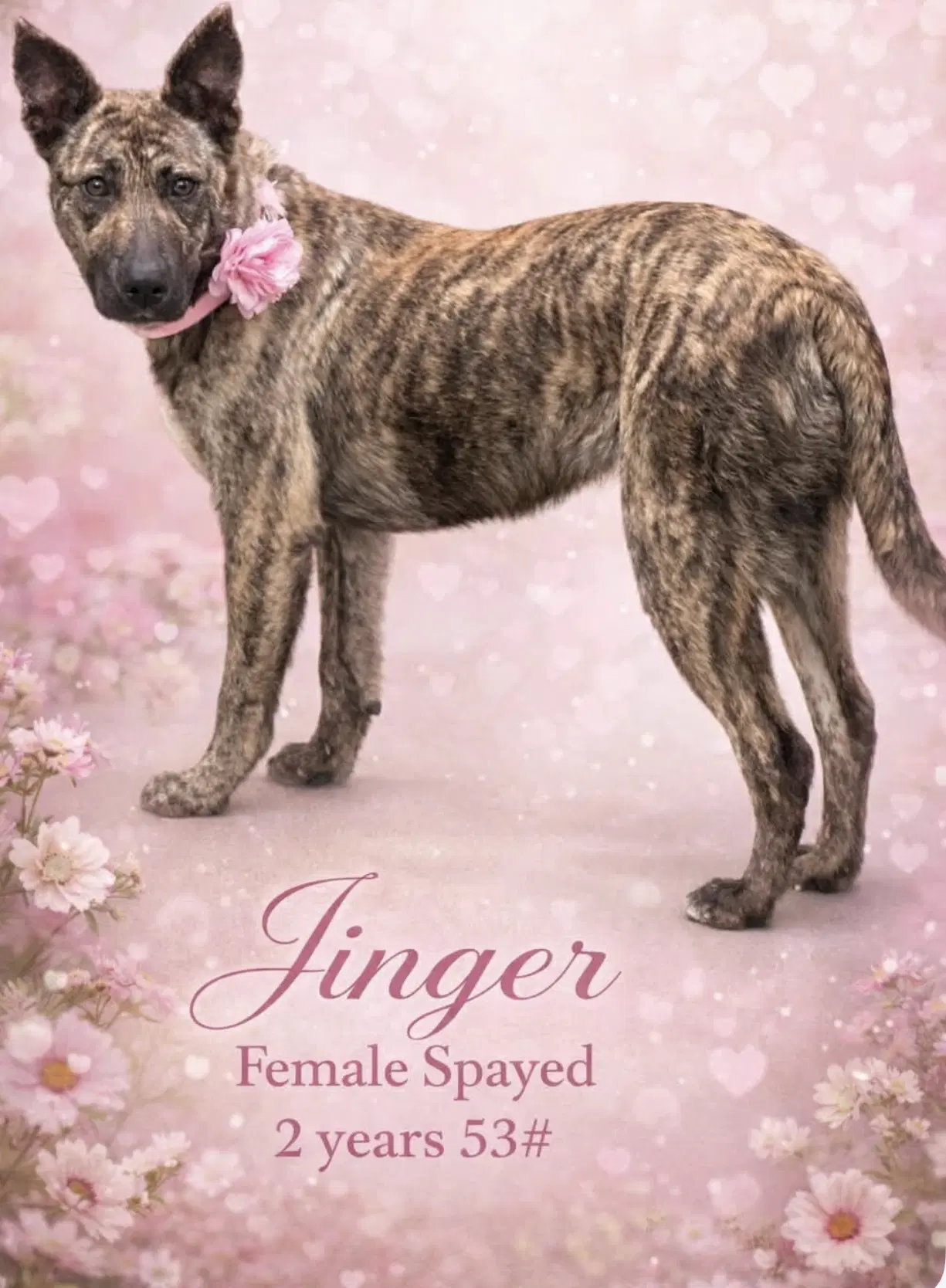 Jinger - Dutch Shepherd