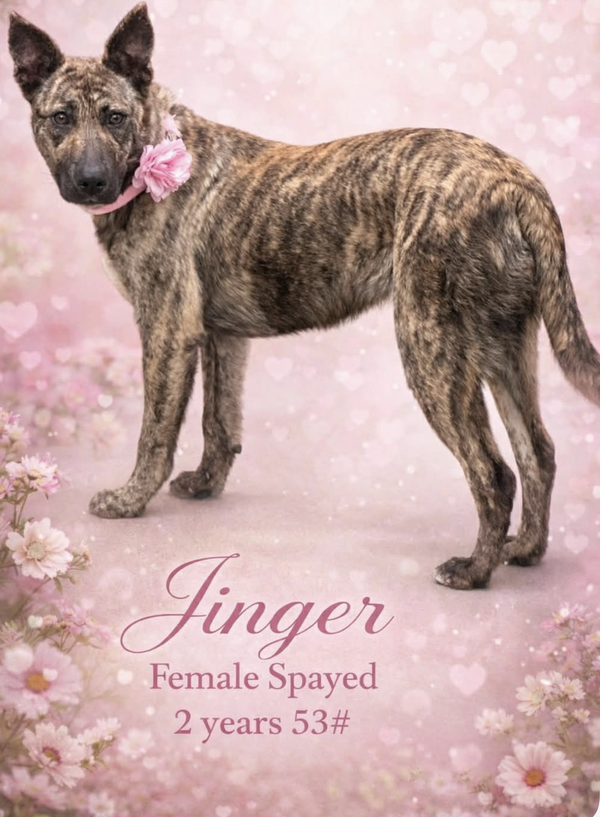 Jinger