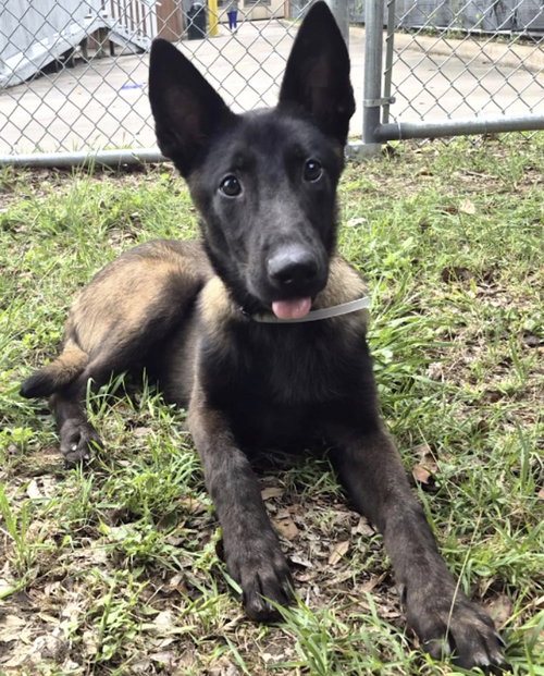 Carson, an adoptable Belgian Shepherd Malinois in Kankakee, IL