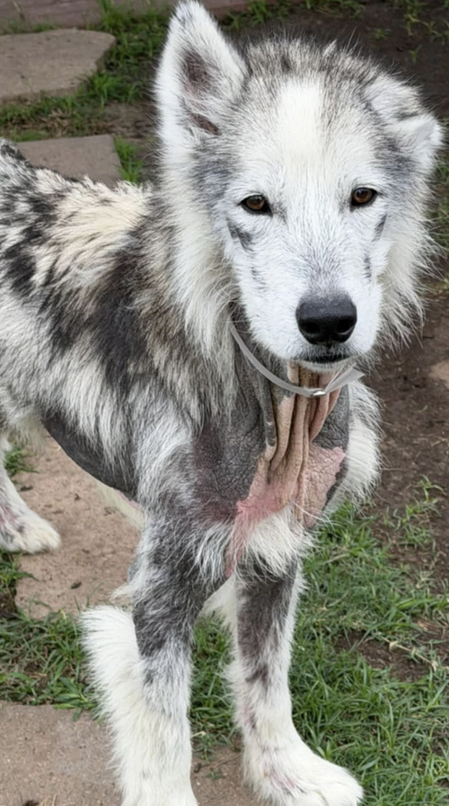Chad, an adoptable Husky in Kankakee, IL