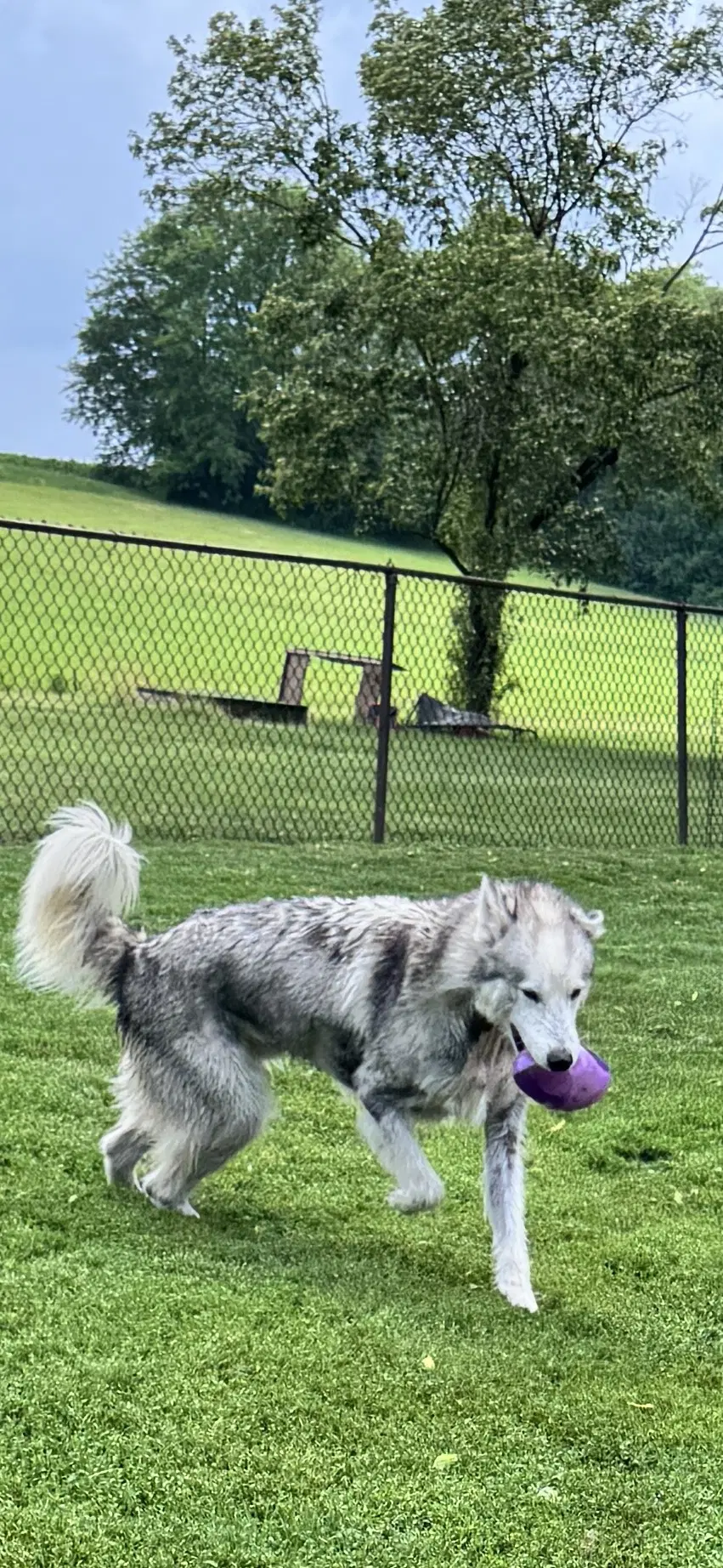 Chad - Husky