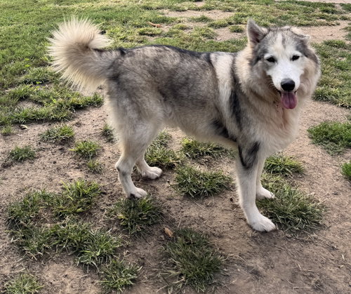 Chad, a dog for adoption from K9 Up Project Free