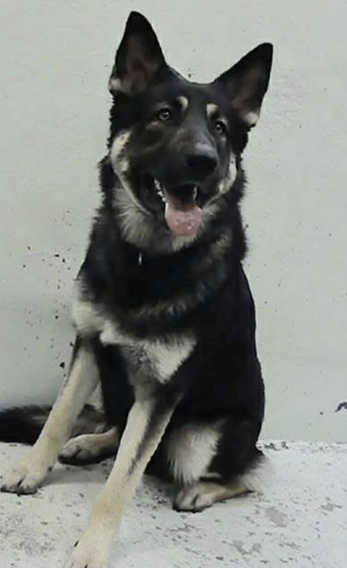 Pierre, an adoptable German Shepherd Dog in Kankakee, IL