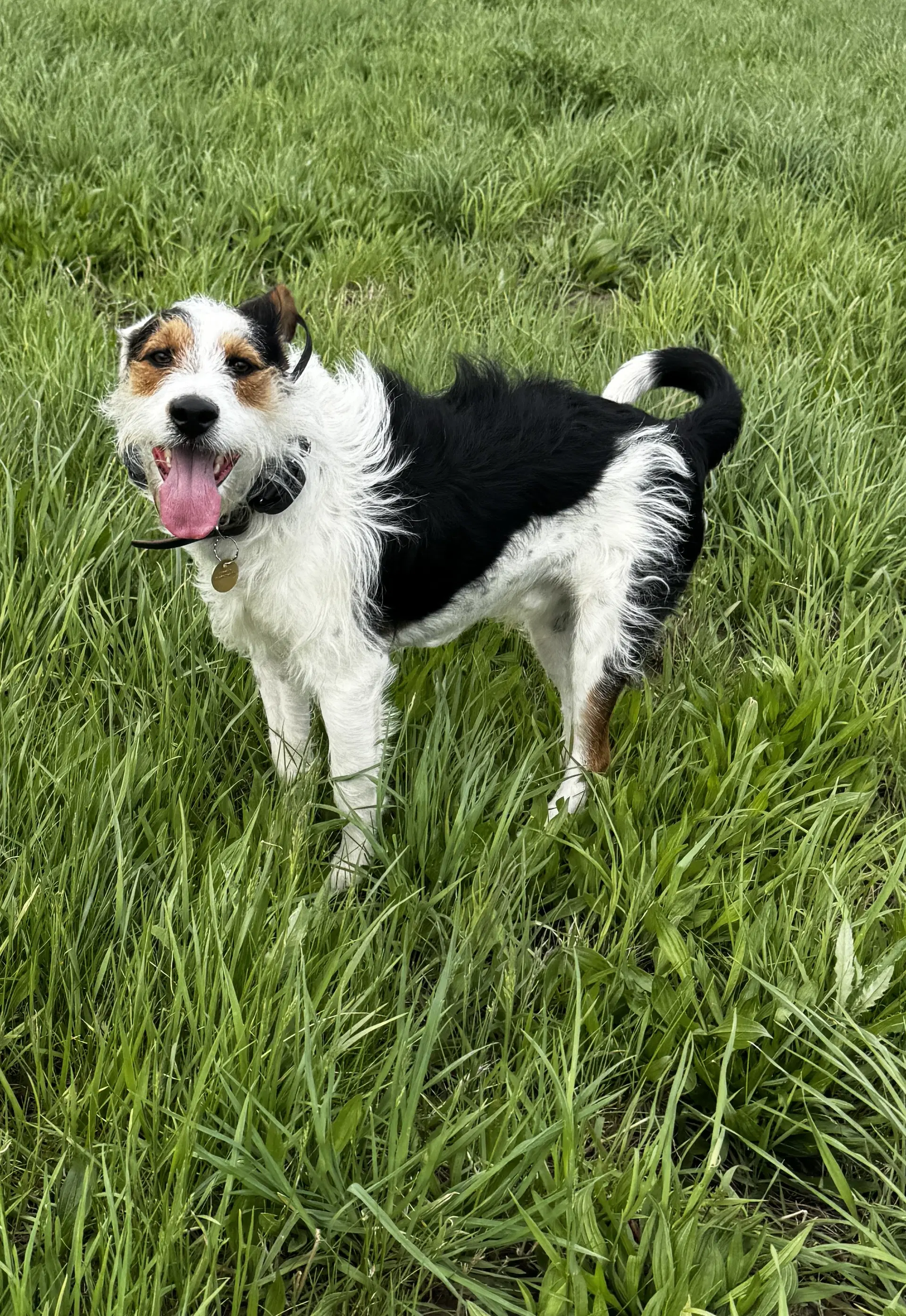 Finn - Wirehaired Fox Terrier