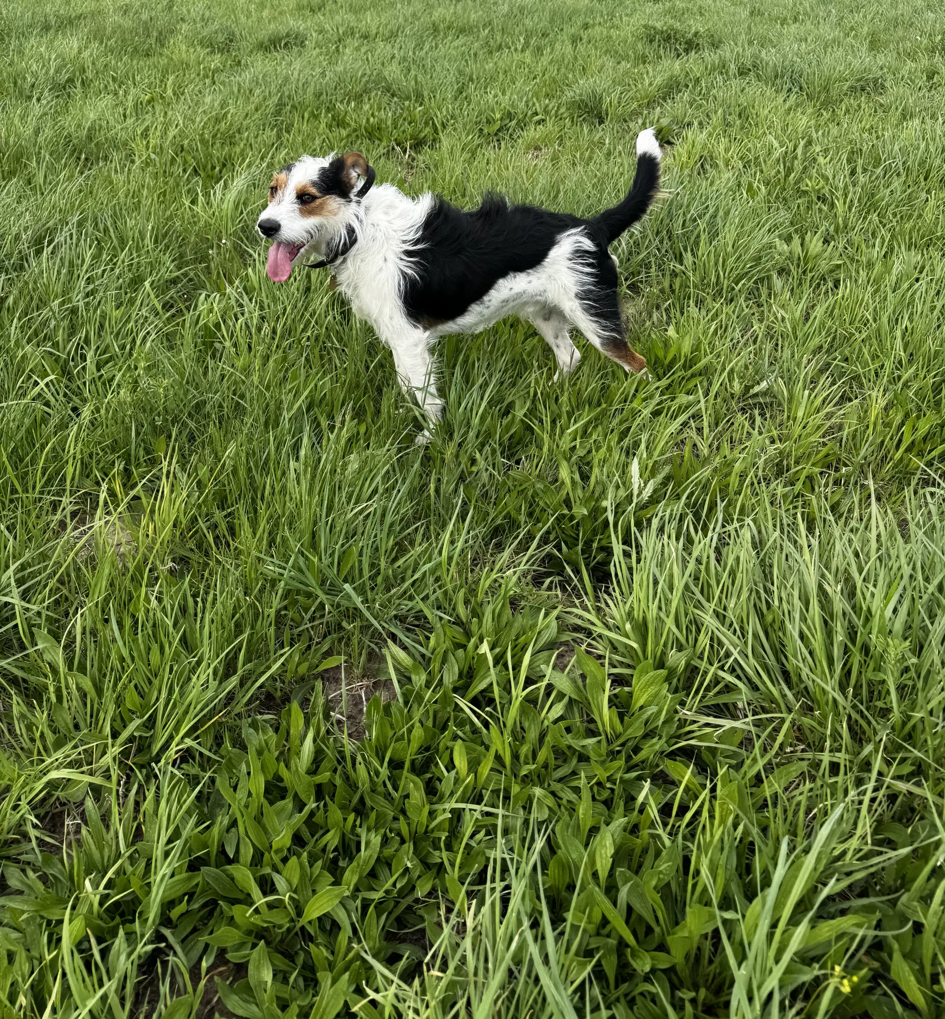 Finn image 2