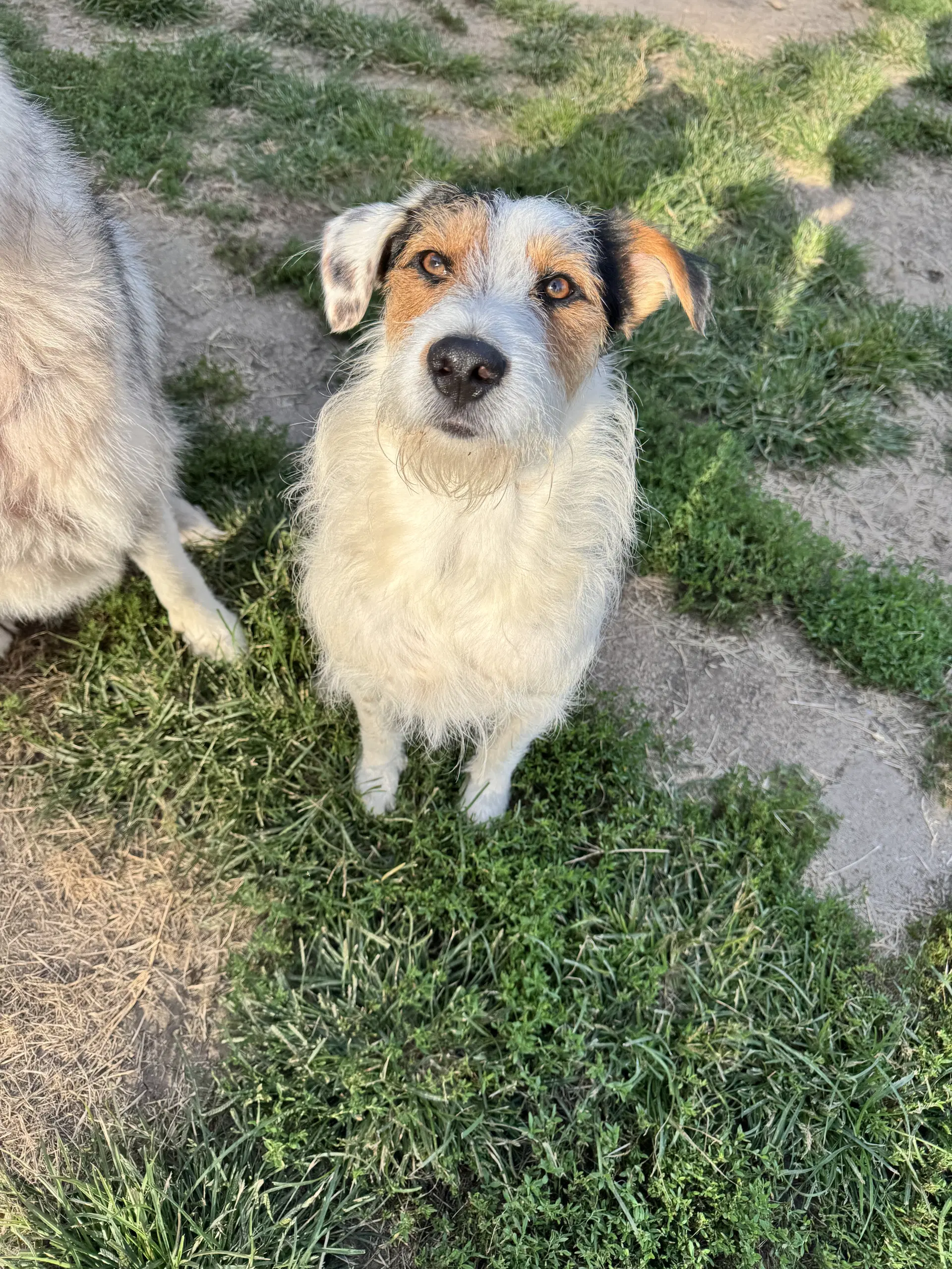 Finn image 3