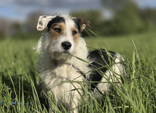 Finn, a dog for adoption from K9 Up Project Free