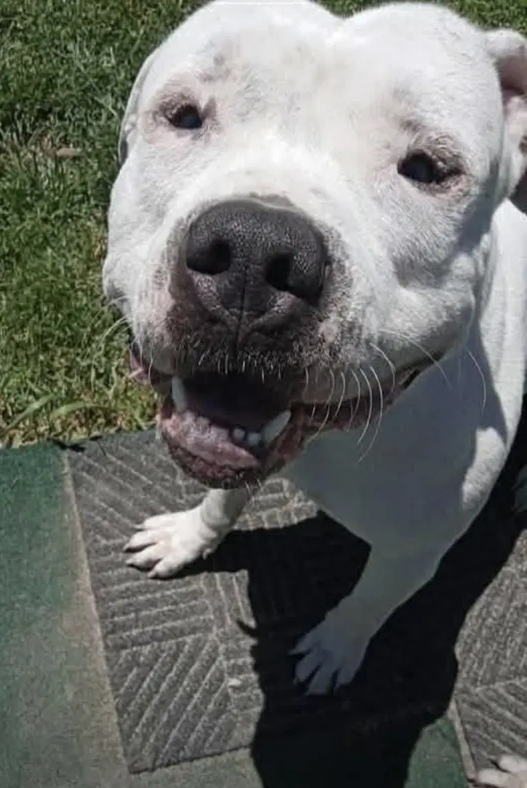 Micky - Pit Bull Terrier