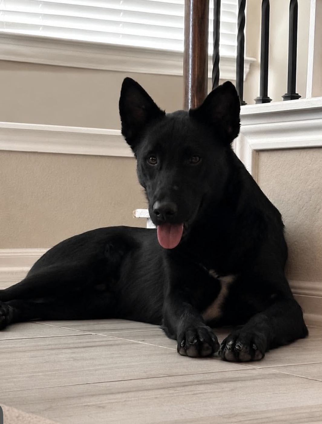 Knight, German Shepherd Dog
