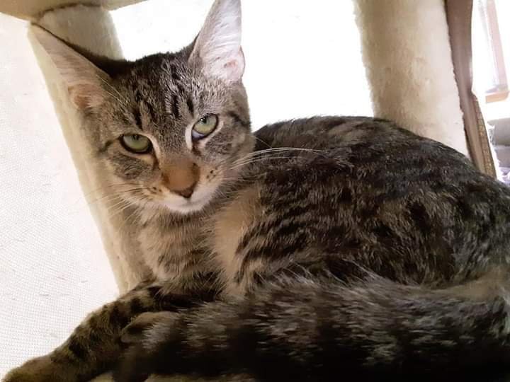 adoptable Cat in Charlottesville, VA named Max