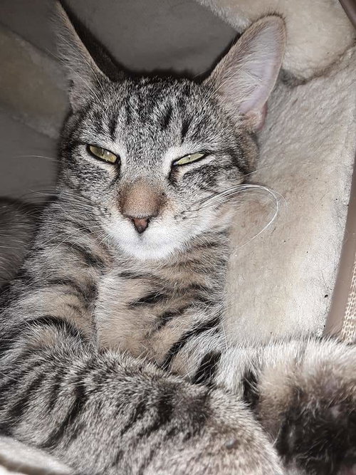 MAX - Domestic Short Hair / Tabby available for adoption